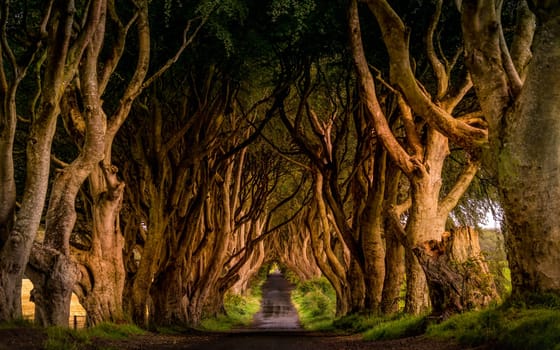 Early morning in spring with worm sunlight at The Dark Hedges, County Antrim, Northern Ireland. Filming location of popular TV show