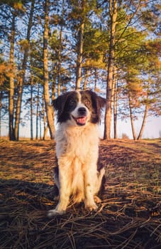 Vertical portrait of a smiling border collie dog, posing happy, open mouth expression, over the pine forest background. Beautiful scene with soft, orange sunset beams slipping through the trees.
