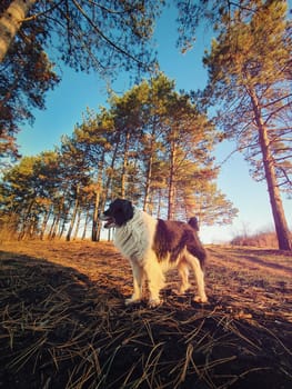 Wide angle vertical portrait of a dog in a pine forest. Evening walk, lovely pet in the woods.