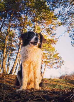Vertical portrait of a attentive border collie dog, posing serious open mouth expression, over the pine forest background. Beautiful scene with soft, orange sunset beams slipping through the trees.