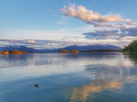 Light mood and sunset on the banks of the Chiemsee with a view of the Kampenwand, in the foreground a duck is swimming on the calm water
