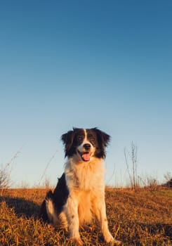 Vertical portrait of a smiling border collie dog posing happy, open mouth expression, sitting on a dry grass autumn field under clear blue sky. Beautiful evening scene with a pet in the nature.