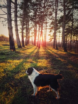 Vertical portrait of a dog walking in the forest. Beautiful sunset scene with the sun beams slipping through the pine trees. Peaceful evening with an adorable pet in the woods.