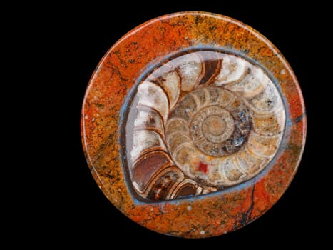 Ammonite