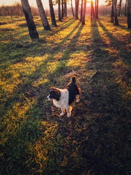 Vertical portrait of a dog walking in the forest. Beautiful sunset scene with the sun beams slipping through the pine trees. Peaceful evening with an adorable pet in the woods.