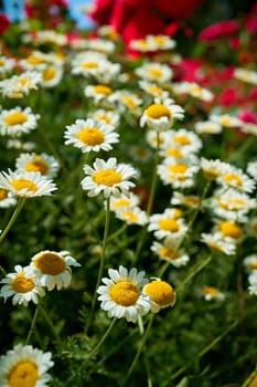 flowering marguerites in a garden in summer