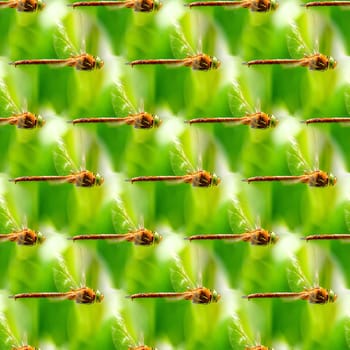 Seamless abstract natural background with flying dragonflies.