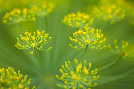 Plenty of dill herbs. (Anethum graveolens l)