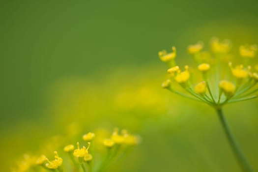 Plenty of dill herbs. (Anethum graveolens l)
