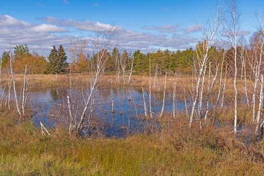Birch Trees in a Lake Shore Pond on Lake Huron in Tawas Point State Park in Michigan