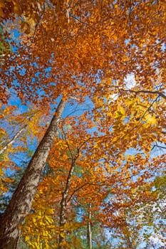 Dramatic Colors up in the Canopy in Fall IN adirondack State Park in New York