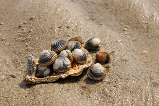Common cockle - species of edible saltwater clam