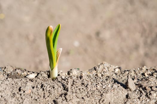 Young garlic sprouts growing in an organic farming crop