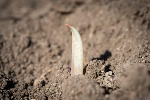 Young garlic sprouts growing in an organic farming crop