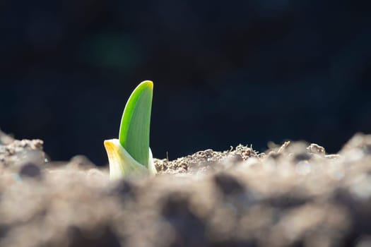 Young garlic sprouts growing in an organic farming crop