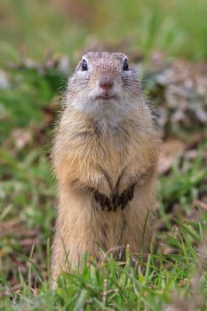 prairie dog in the grass. Danube Delta, Romania