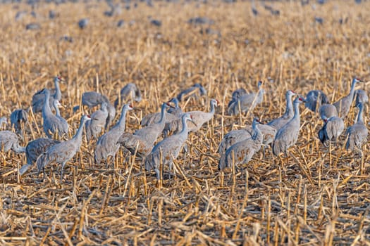 Sandhill Cranes Feeding in a Field During Migration near Kearney, Nebraska