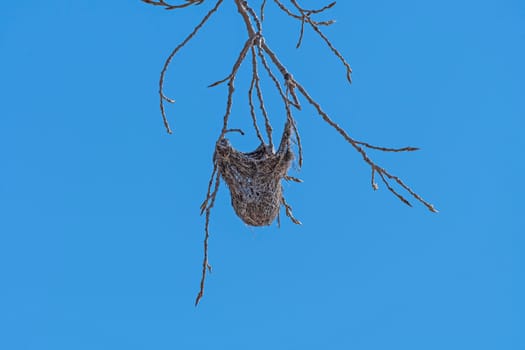 Oriole Nest in Tree Branch along the Platte River Near Kearney, Nebraska