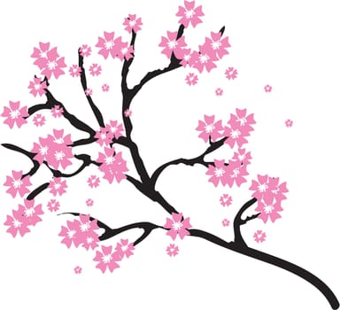 nature cherry pink flower blossom asia illustration