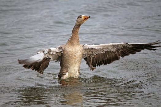 Goose hybrid makes the flutter man