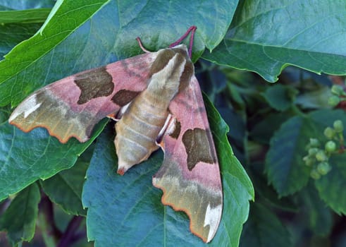 Macro Linden Hawkmoth Mimas tiliae