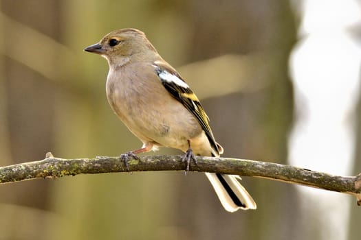 Brown chaffinch sits on a branch against a blurred dark background