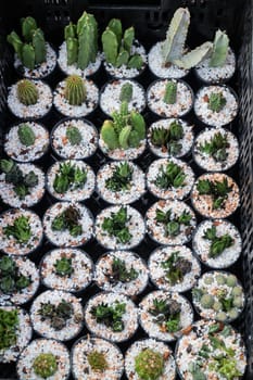 Cactus plant pots in window shopping, stock photo