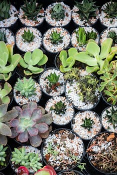 Cactus plant pots in window shopping, stock photo