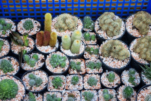 Cactus plant pots in window shopping, stock photo