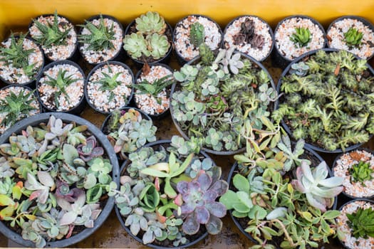 Cactus plant pots in window shopping, stock photo