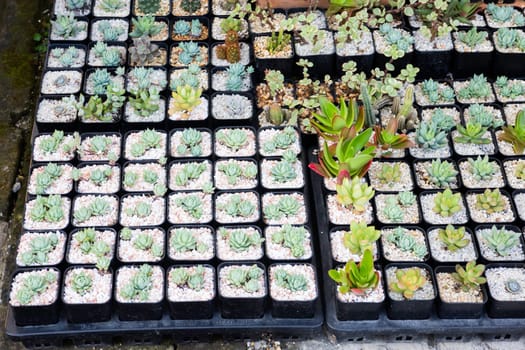 Cactus plant pots in window shopping, stock photo