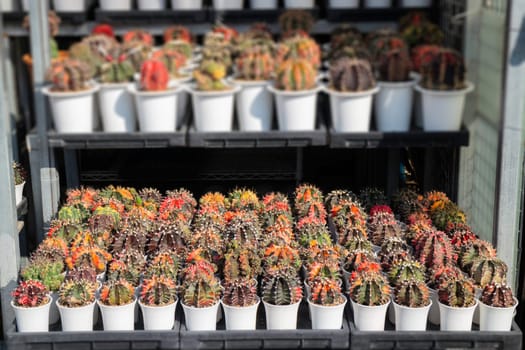 Cactus plant pots in window shopping, stock photo