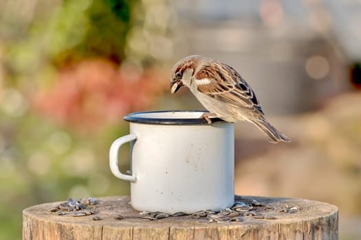 sparrow with sunflower seeds in its beak sits on the edge of a tin cup against a blurred background with copy space