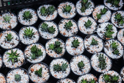 Cactus plant pots in window shopping, stock photo