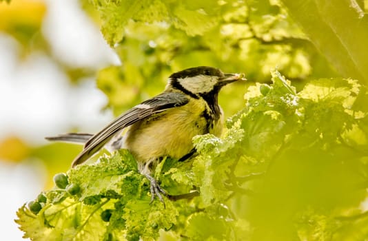 Great tit sits in a light green bush with a worm in its beak and spread wings