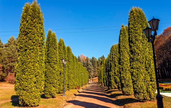 .Thuja alley in the famous resort park Kislovodsk,Northern Caucasus,Russia..