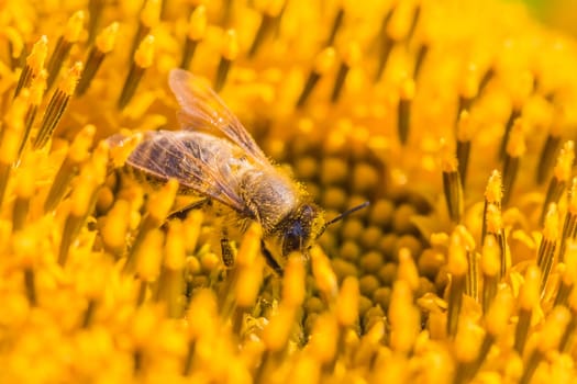 Animal sitting at summer sun flower and collect for important environment ecology sustainability. Awareness of nature climate change.