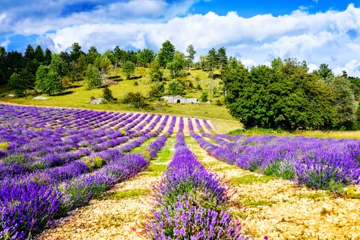 Lavender field in Provence, near Sault, France