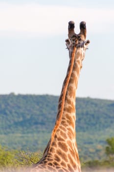 Giraffe at the Mokolodi Nature Reserve in Botswana