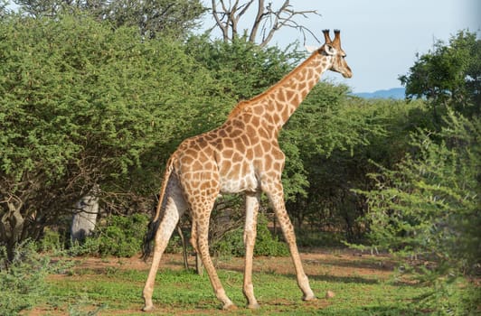 Giraffe at the Mokolodi Nature Reserve in Botswana