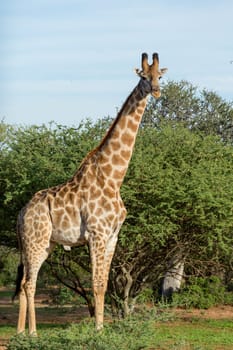 Giraffe at the Mokolodi Nature Reserve in Botswana