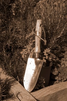 stainless steel garden trowel in a herb garden in Ireland