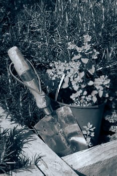 stainless steel garden trowel in a herb garden in Ireland toned