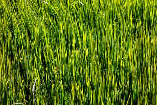 Macro shot of bright green grass in spring.