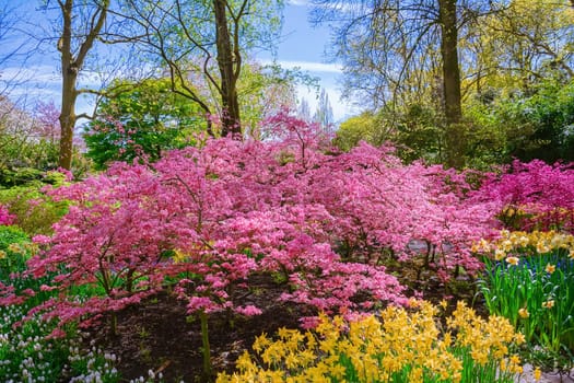 Plants in the Garden. Spring in Netherlands