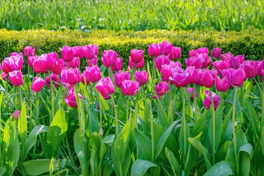Flowerbed of pink tulips. Flowers bloom in springtime.
