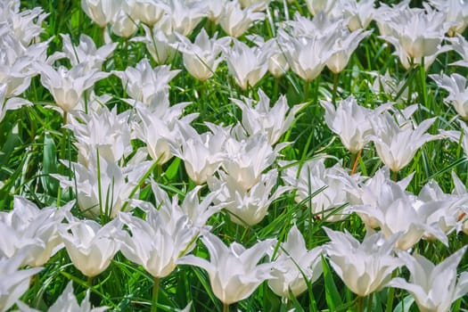 Flowerbed of white tulips. Flowers bloom in springtime.