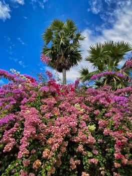 Tropical Bush Flower Heads, colorful plant with palm tree