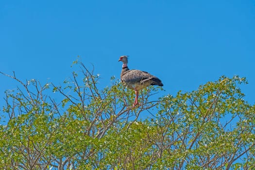 Southern Screamer High in the Canopy in Pantanal National Park in Brazil