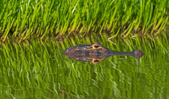 Caiman Patrolling in a Sea of Green in Pantanal National Park in Brazil